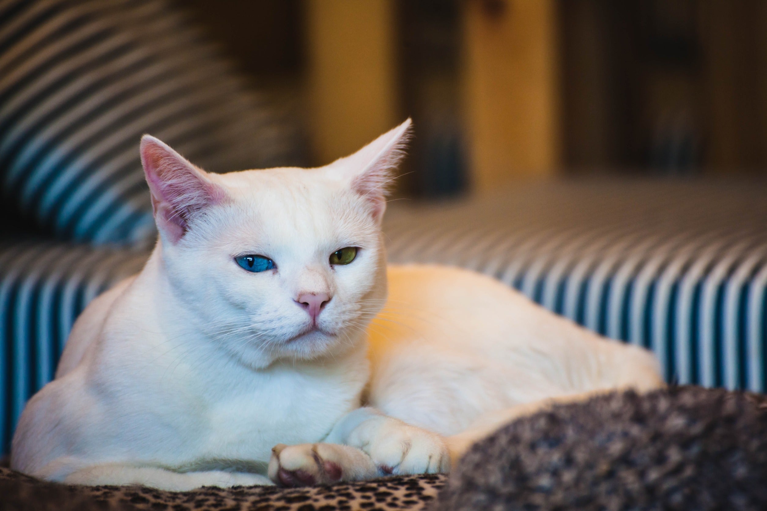 Comment aménager un espace 100 % dédié à son chat ?