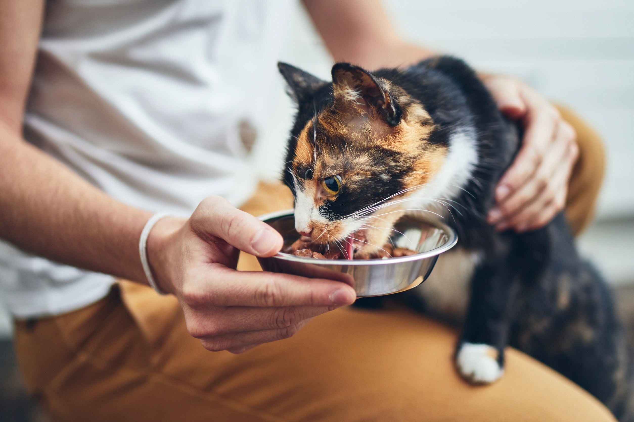 chat qui mange une patée