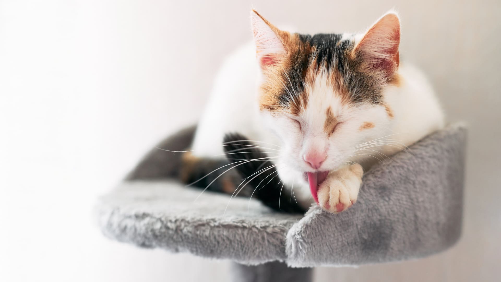 chat qui se lèche sur un arbre à chat